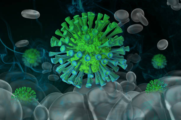 istock Coronaviruses 3d illustrate ontain a positive-sense, single-stranded RNA genome. Illustate infected inside cell human 1325949662