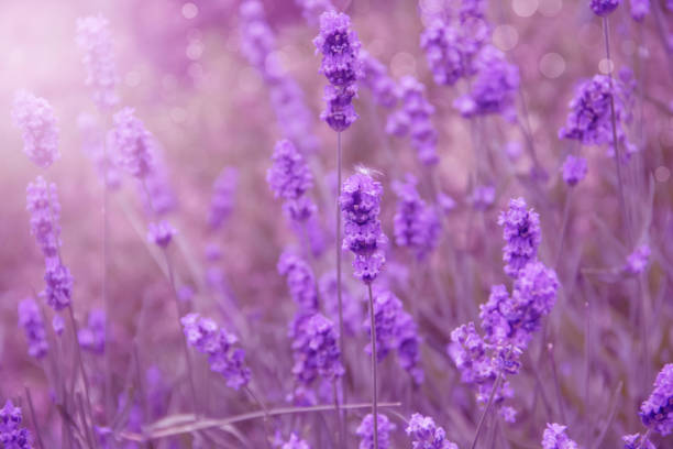 istock beautiful lavender flower close-up background 1325950035