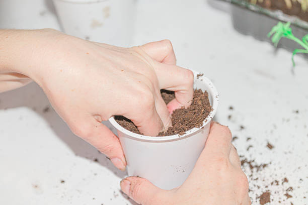 istock transplanting tomato seedlings into plastic pots 1325950224