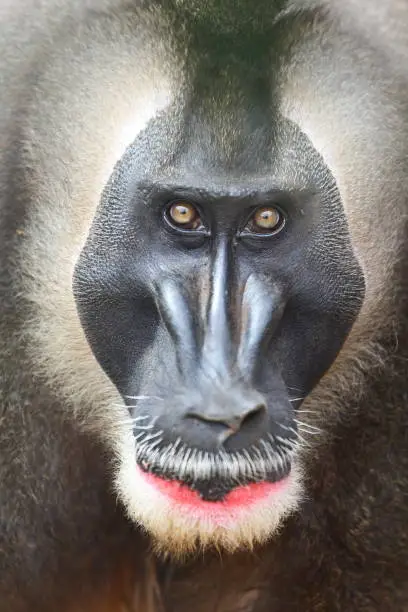 Photo of Drill monkey