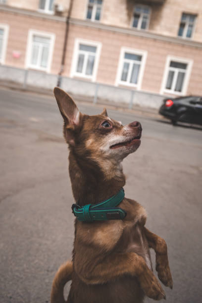 istock A brown chihuahua dog stands on its hind legs 1325951049