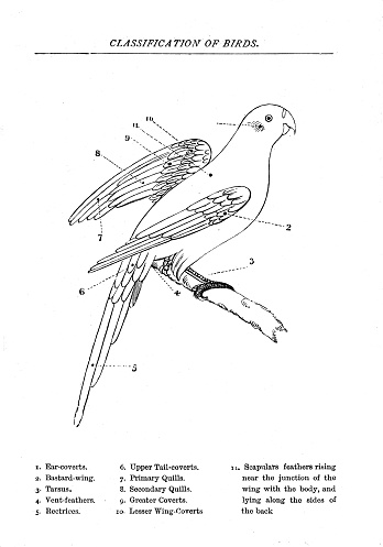 taken from the history of Birds 1890