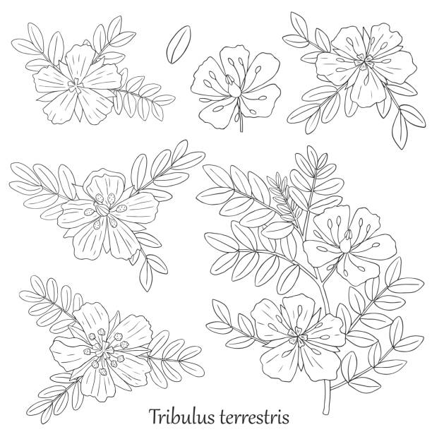 Gokshura tribulus-01 Medicinal herbs collection. Vector hand drawn illustration of a plant Tribulus Terrestris on a white backround tribulus terrestris stock illustrations