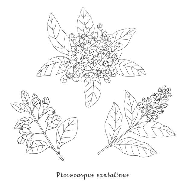 red sandala wood illustration Herbs, spices and seasonings collection. Vector hand drawn illustration of a medicinal pterocarpus santalinus plant on a white background 해외선물총판 stock illustrations