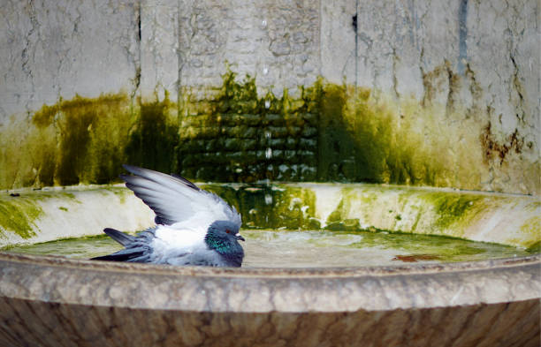 Bird stops splashes with the wing. Picturesque urban scenes.