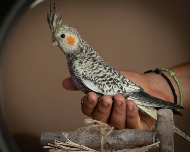 istock Holding a happy cockatiel parrot 1325956753