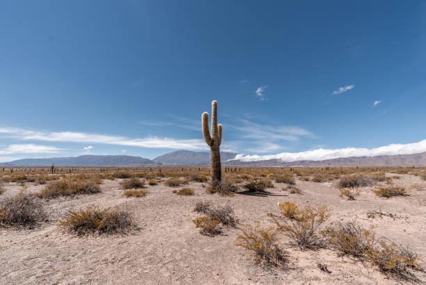 アルゼンチンの乾燥した風景の中で大きな孤独なサボテン - cactus ストックフォトと画像