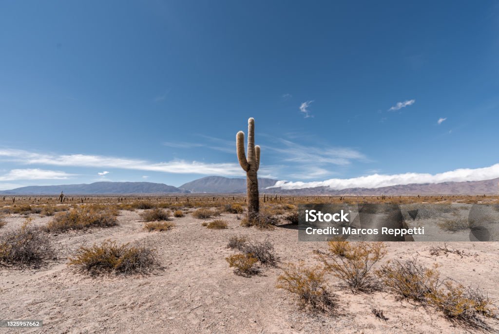 large lonely cactus in arid landscape in Argentina Cactus Stock Photo