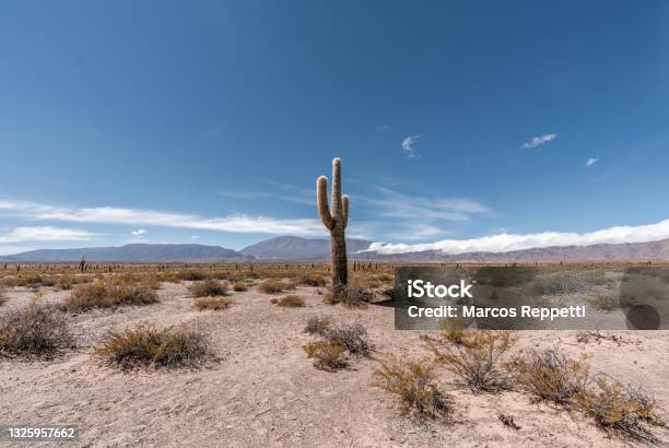 Large Lonely Cactus In Arid Landscape In Argentina Stock Photo - Download Image Now - Cactus, Desert Area, Single Object