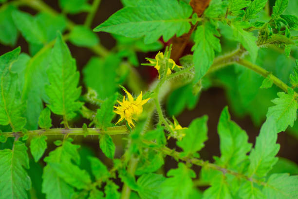 istock lush foliage of green tomato seedling 1325957982