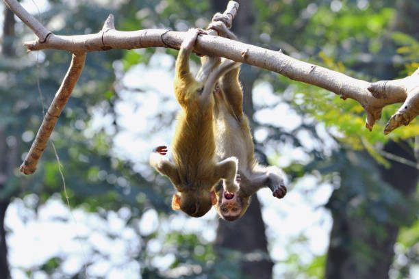 rhesus macaques - contributor potret stok, foto, & gambar bebas royalti