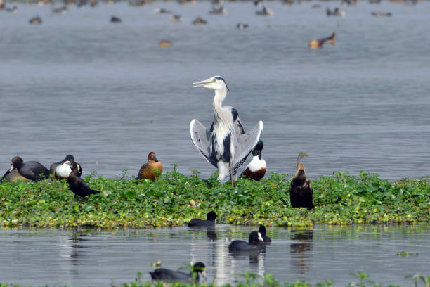 istock Seven Different Species Of Birds 1325958168