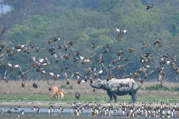 istock Pobitora Wildlife Sanctuary 1325958171