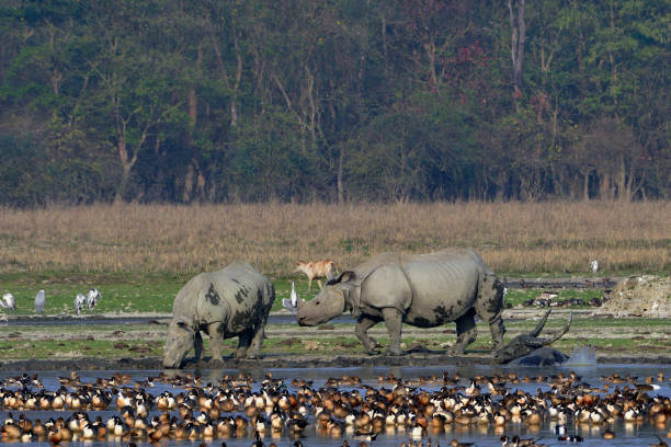 istock View Of Pobitora Wildlife Sanctuary 1325959004