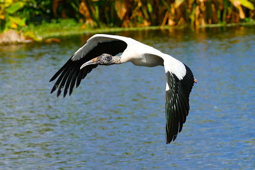 An Australian white ibis soaring above the wetland. Shepparton, Australia