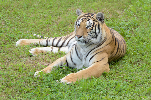 Amur tiger at Brookfield Zoo