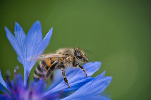a western honeybee, Apis mellifera, in close-up, collects pollen from a beautiful blue cornflower