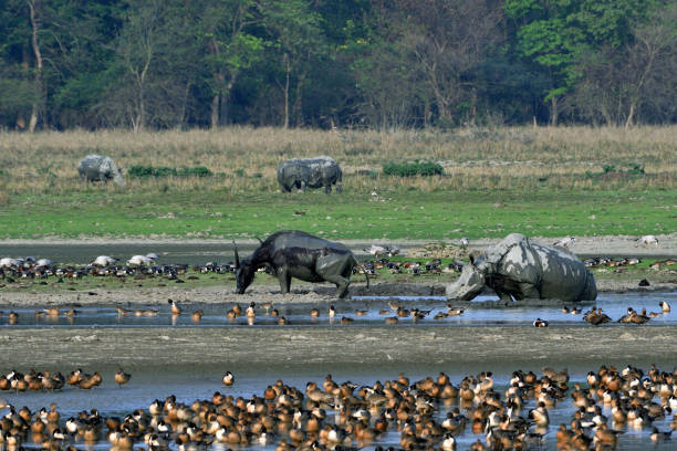 View Of Pobitora Wildlife Sanctuary