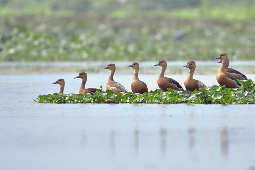 Lesser Whistling Ducks Are Sitting In A Line