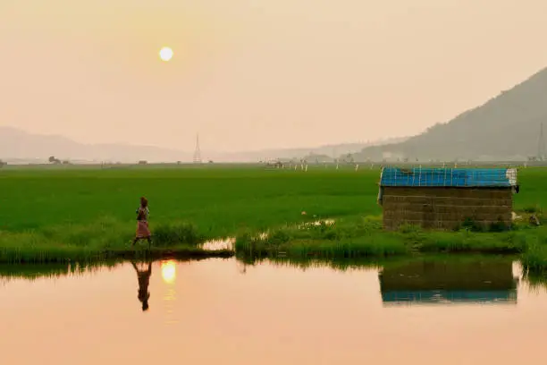 View of a typical assamese village just before the sunset