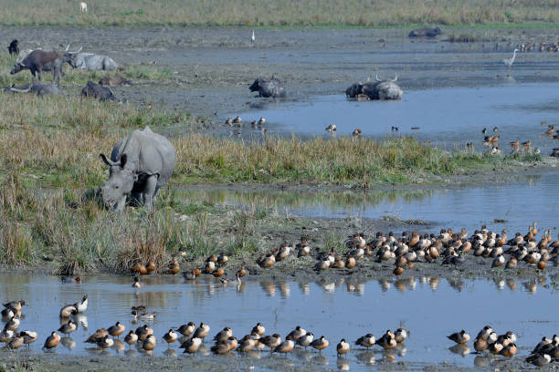istock Pobitora Wildlife Sanctuary [Assam, India] 1325959458