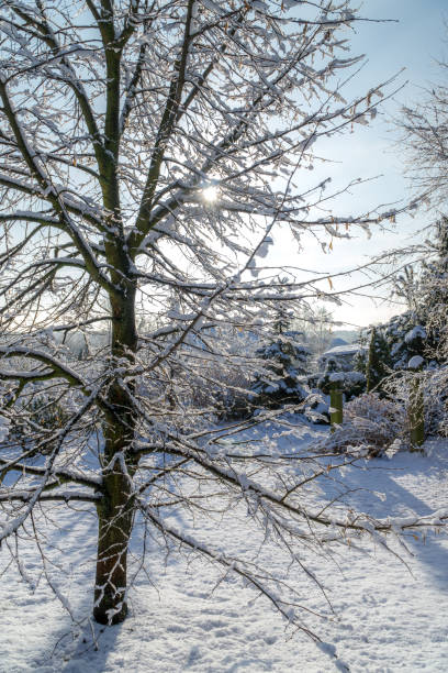 istock snowy winter garden with sun in the background 1325959636