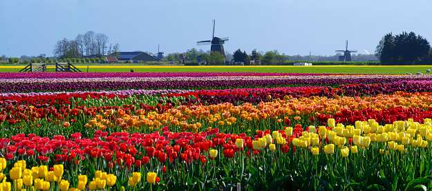 Colourful tulip fields in front of a meadow and typical Dutch windmills in the background. Location is polder Berkmeer, Netherlands