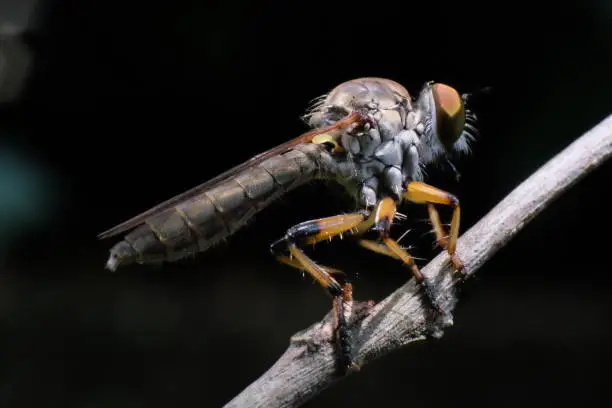 A robberfly