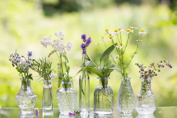 Herbs in various glass vases,standing outdoors in nature on glass shelf, the herbs are: chamomile, rosemary,yarrow, sage, thyme, borage and lavender, it is summer