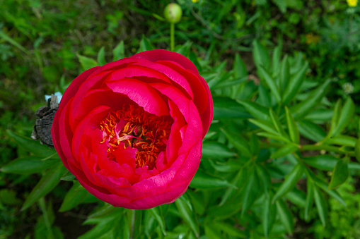 Big red peony bud on green foliage background.