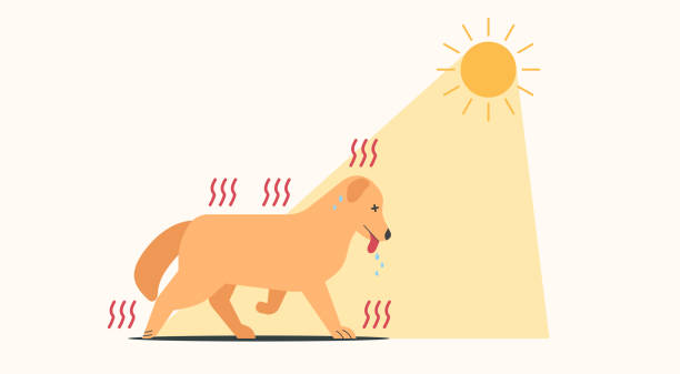 ilustraciones, imágenes clip art, dibujos animados e iconos de stock de perro que camina bajo el sol y tiene síntomas de golpe de calor - heat vector environment animal