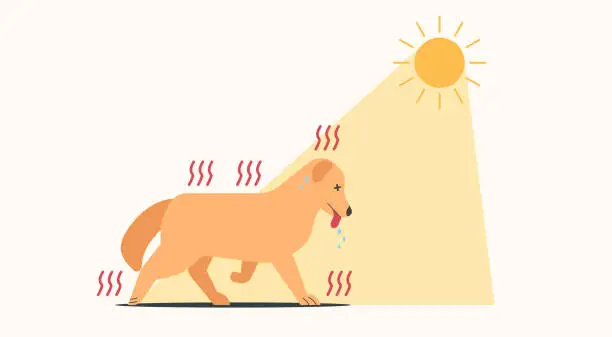 Vector illustration of dog walking in the sun and have heat stroke symptoms