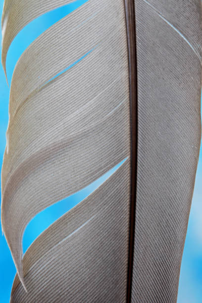 close-up of a bird's feather