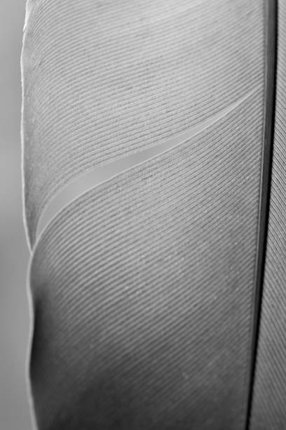 istock close-up of a bird's feather 1325963293