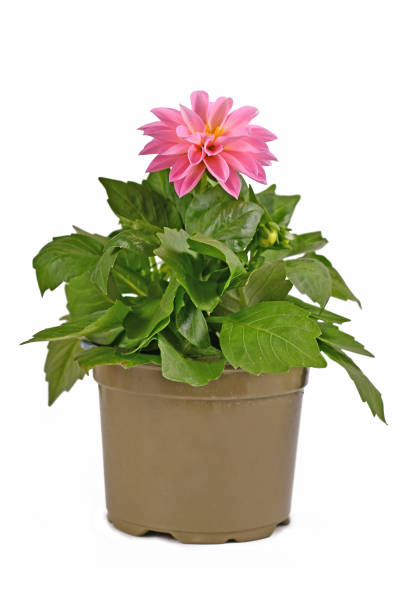 istock Small potted pink Dahlia flower plant on white background 1325963700