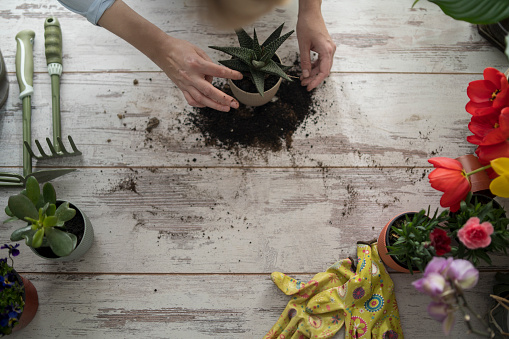 lovely housewife with flower in pot and gardening set