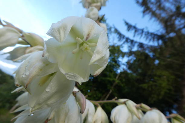 istock interior view of a yucca bell 1325965028