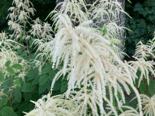 istock Aruncus dioicus, known as goat's beard, buck's-beard or bride's feathers 1325965045