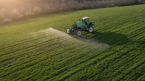 Regenerative organic farm on a brightly lit summer day. Drone point of view of a Tractor spraying on a green cultivated field. Small Business.