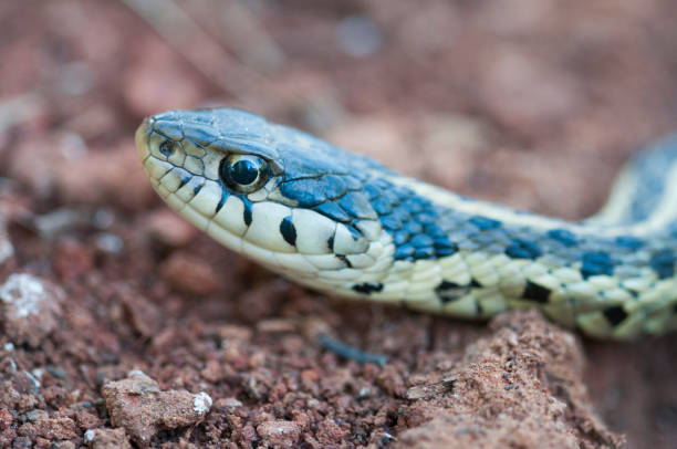 istock Eastern Garter Snake super close 1325965885
