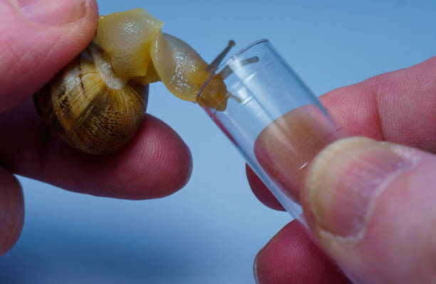 Snail Kool 650+ Snail Coupling Stock Photos, Pictures & Royalty-Free Images - iStock