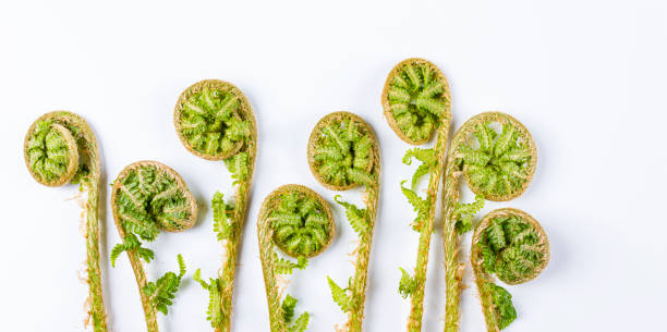 jovens atira em talos em espiral de folhas de samambaia isoladas em fundo branco. estandarte. conceito de primavera. - fern leaf isolated flat - fotografias e filmes do acervo