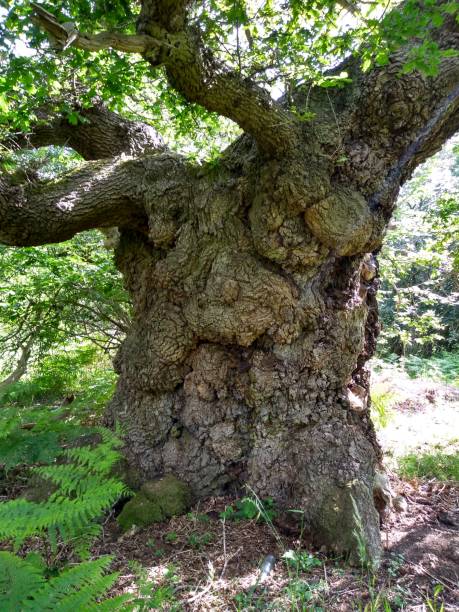 Photo of Ancient Stumpy Oak 4