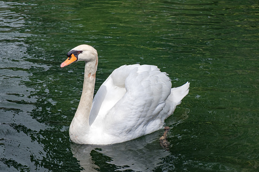 a white swan swims in the lake