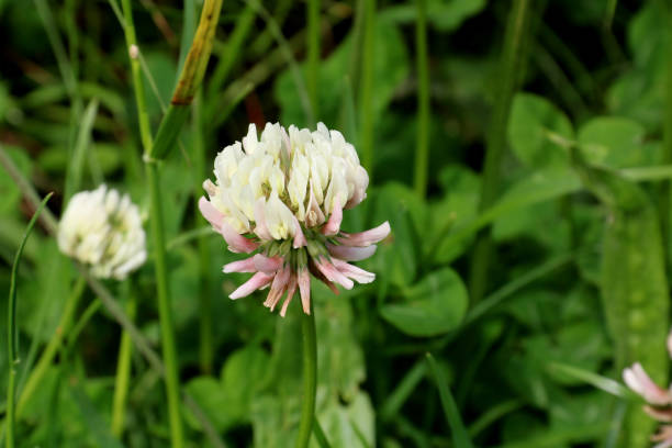 istock Clover Flower in a Meadow Closeup View 1325967203