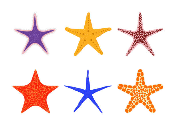 illustrazioni stock, clip art, cartoni animati e icone di tendenza di stelle marine di diverse forme e colori - starfish