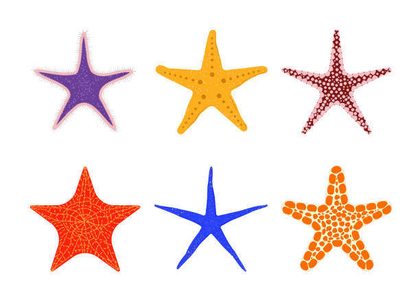 ilustrações, clipart, desenhos animados e ícones de estrela-do-mar de diferentes formas e cores - estrela do mar