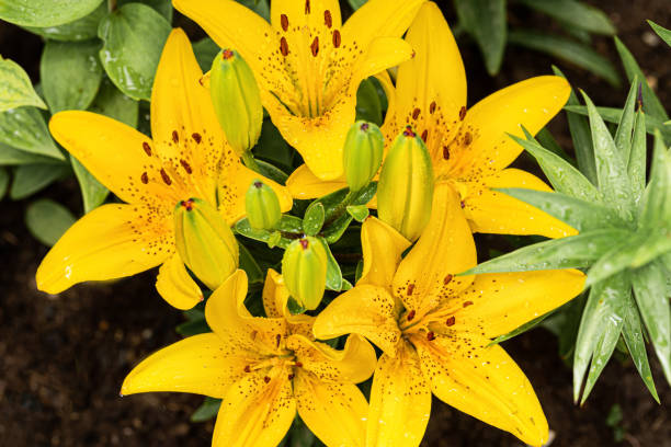 istock Yellow daylily flower after rain with water drops 1325967549