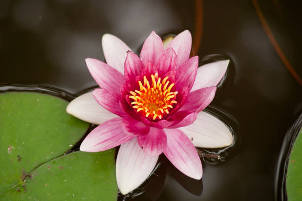 istock Water lily flower (Nymphaea) 1325967640