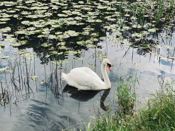 Free picture: ecosystem, aquatic, aquatic plant, swan, bird, grace ...